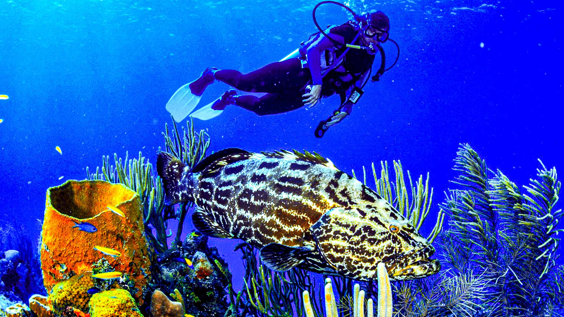 Diver's Paradise Dive Center — Miami — Key Biscayne, Florida