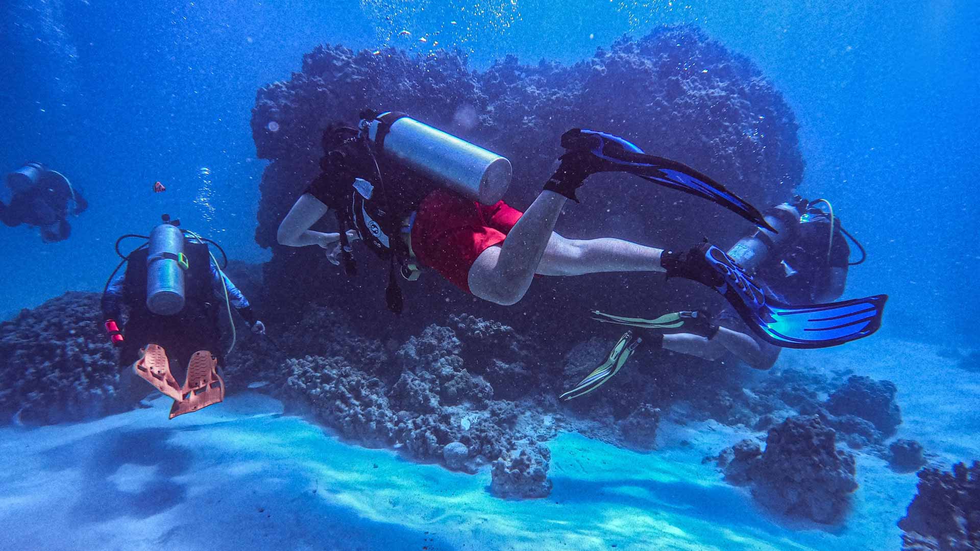 Diver's Paradise Dive Center — Miami — Key Biscayne, Florida — Coral Safari