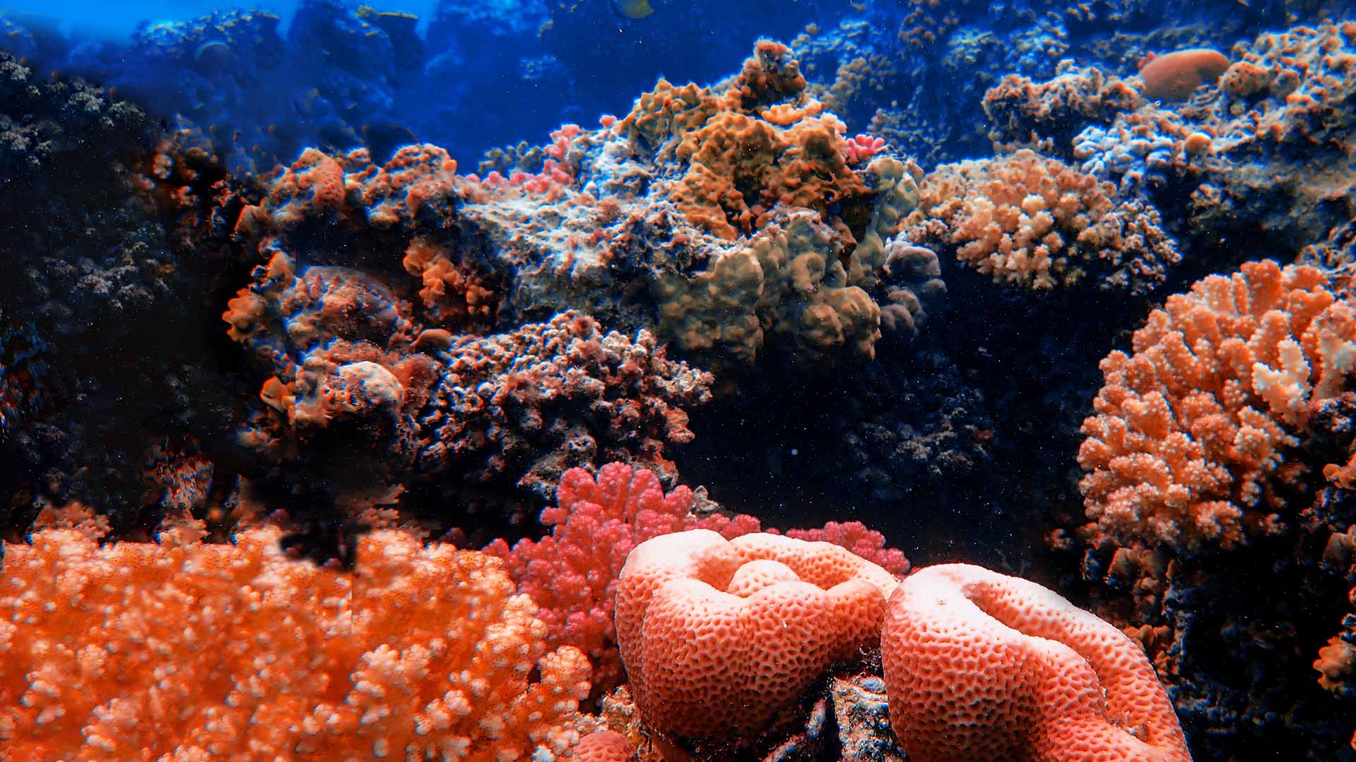 Diver's Paradise Dive Center — Miami — Key Biscayne, Florida — Coral Safari