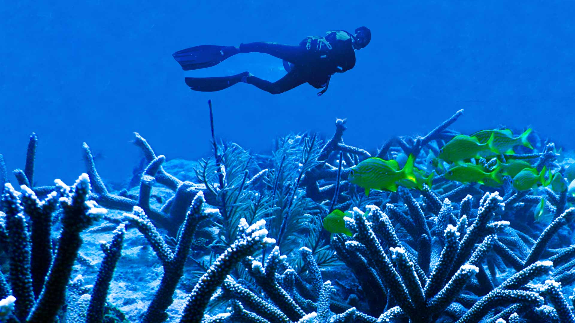 Diver's Paradise Dive Center — Miami — Key Biscayne, Florida — Coral Safari