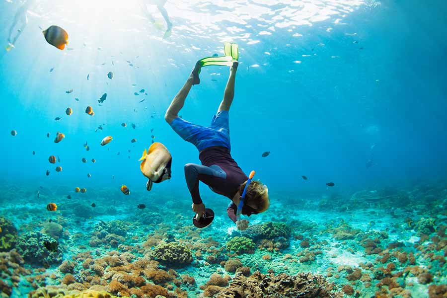 Diver's Paradise Dive Center — Miami — Key Biscayne, Florida — Coral Safari