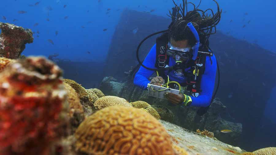 Diver's Paradise Dive Center — Miami — Key Biscayne, Florida — Coral Safari