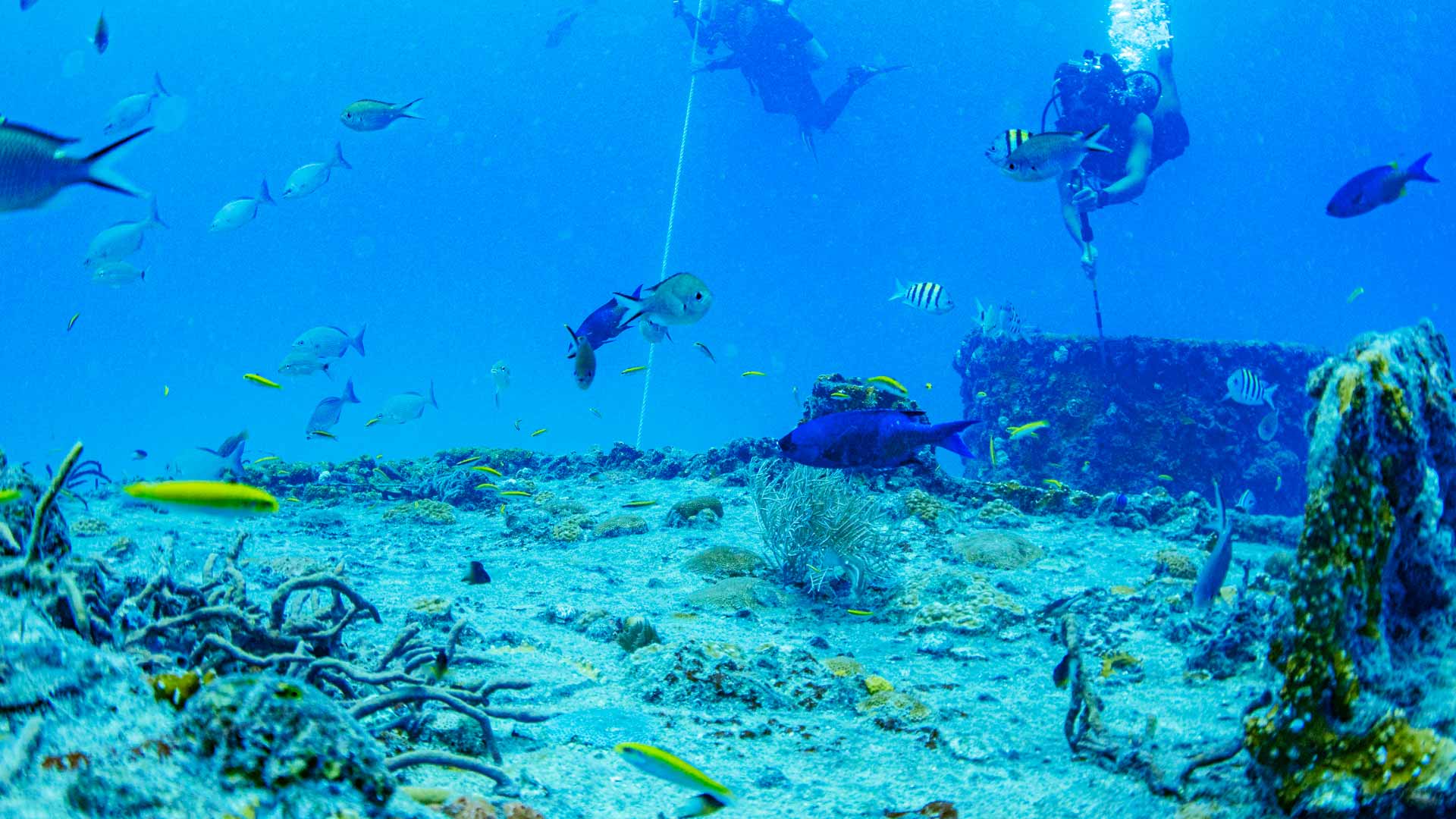 Diver's Paradise Dive Center — Miami — Key Biscayne, Florida