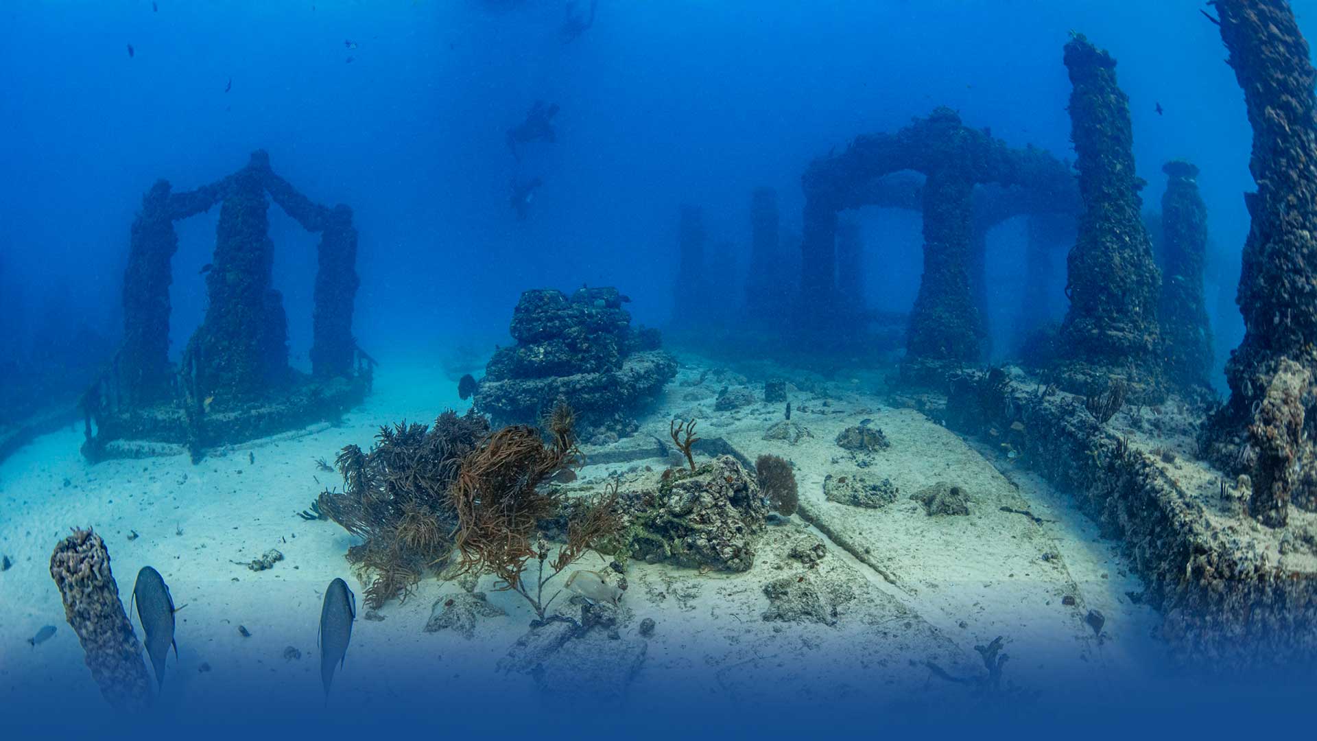 Diver's Paradise Dive Center — Miami — Key Biscayne, Florida — PADI Adaptive Service Facility