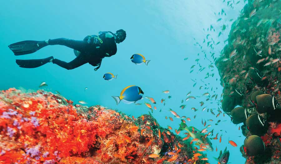 Diver's Paradise Dive Center — Miami — Key Biscayne, Florida — PADI Adaptive Service Facility