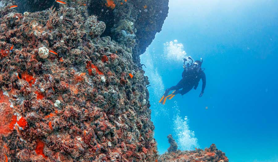 Diver's Paradise Dive Center — Miami — Key Biscayne, Florida — PADI Adaptive Service Facility