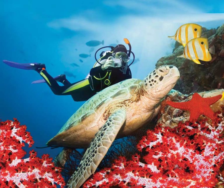 Diver's Paradise Dive Center — Miami — Key Biscayne, Florida — PADI Adaptive Service Facility